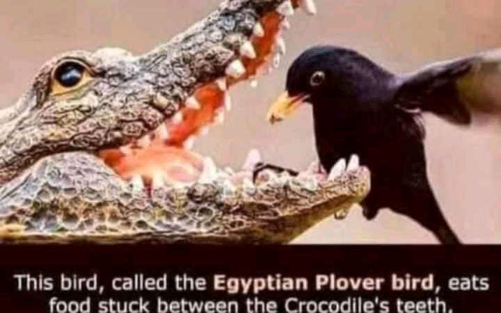 The plover bird is the friend of the crocodile.