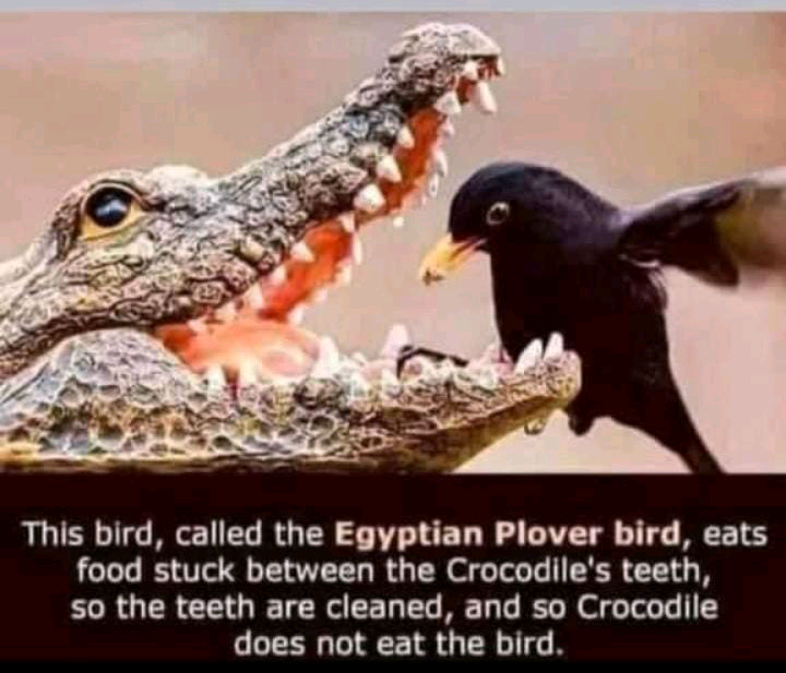 The plover bird is the friend of the crocodile.