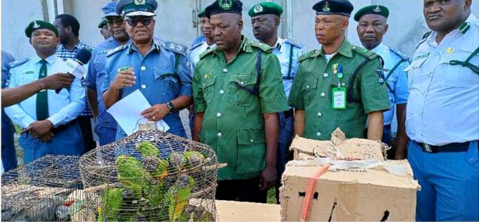 Customs Intercept Live Parrots, Hawk Worth ₦‎6 Million